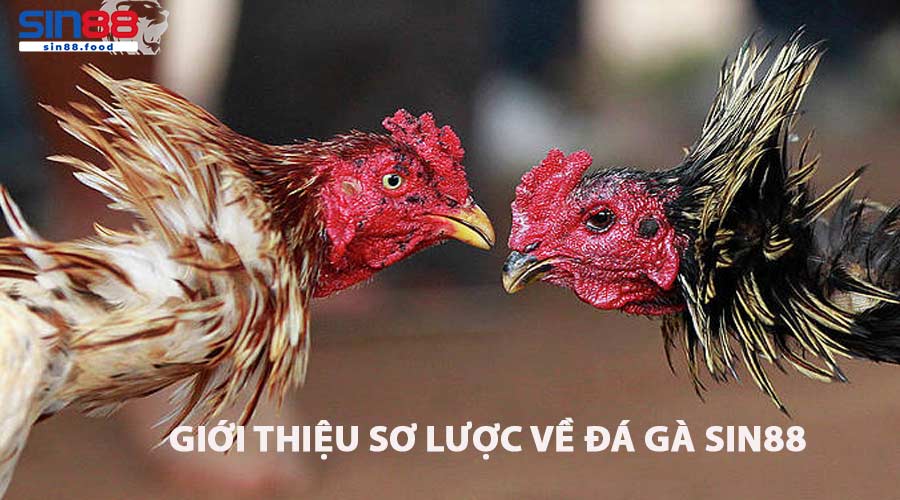 Giới Thiệu Sơ Lược Về Đá Gà SIN88