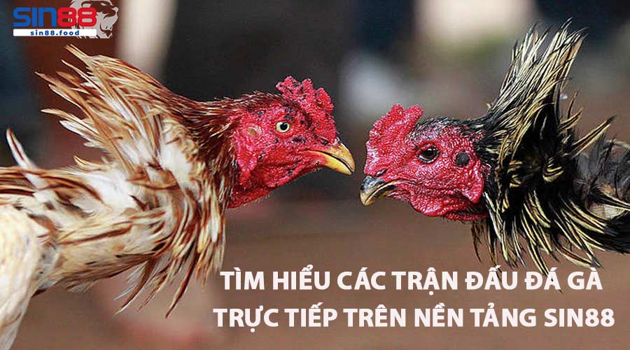 Tìm hiểu các trận đấu đá gà trực tiếp trên nền tảng SIN88
